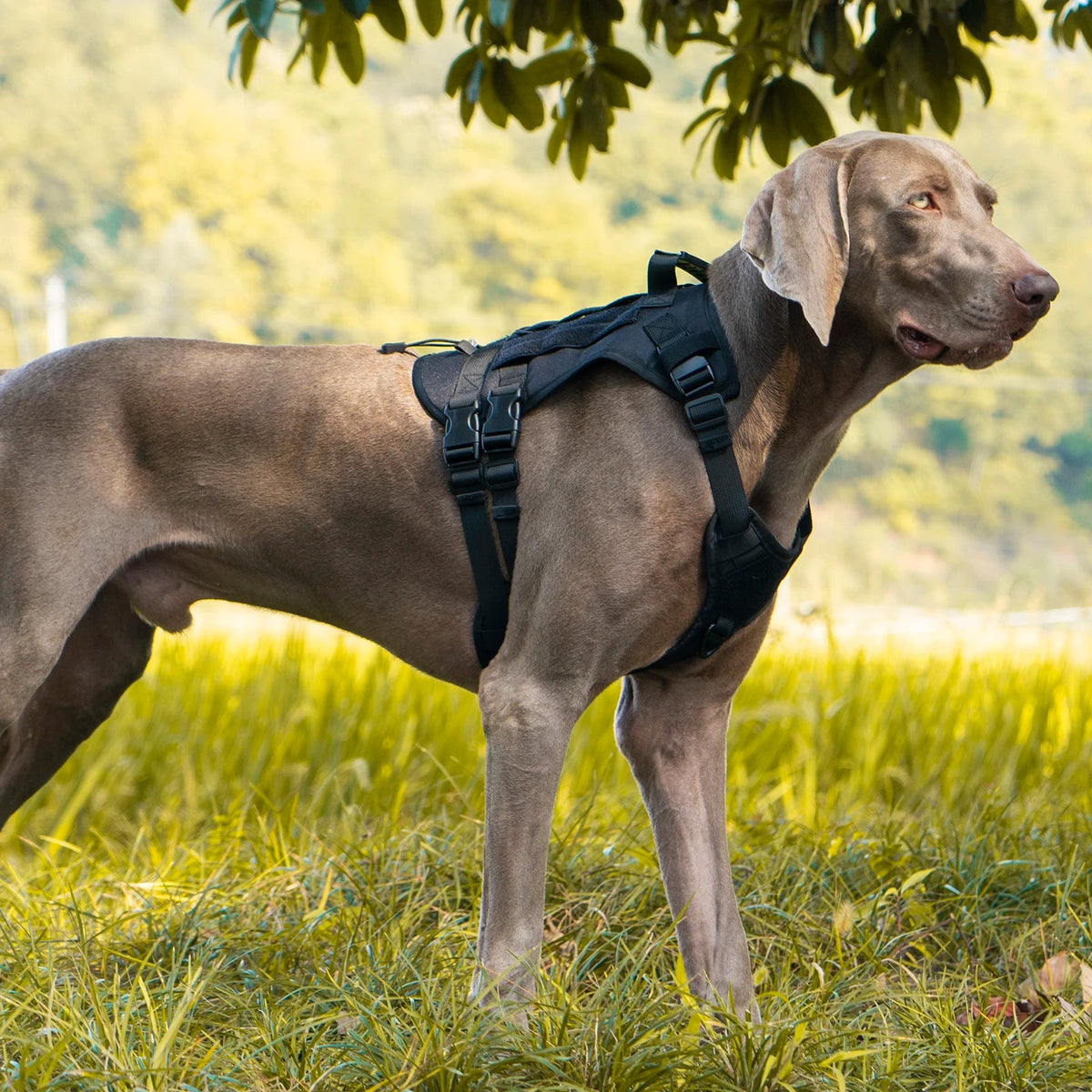 Tactical Chest Strap Dog Harness â Anti-Slip for Large Dogs Horizon