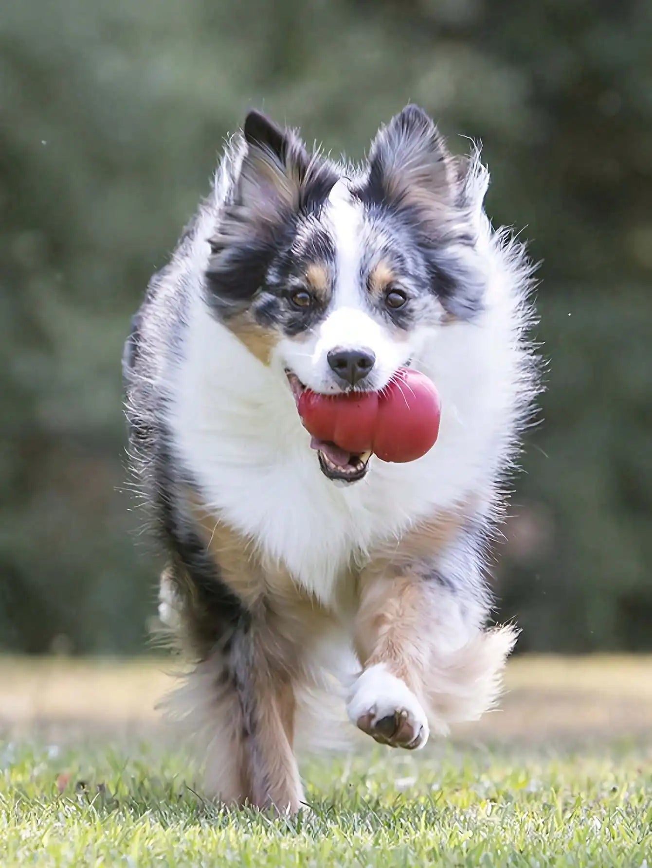 Honeycomb-shaped dog toy, suitable for medium-sized dogs to grasp and chew. It can hold snacks and bounce.
