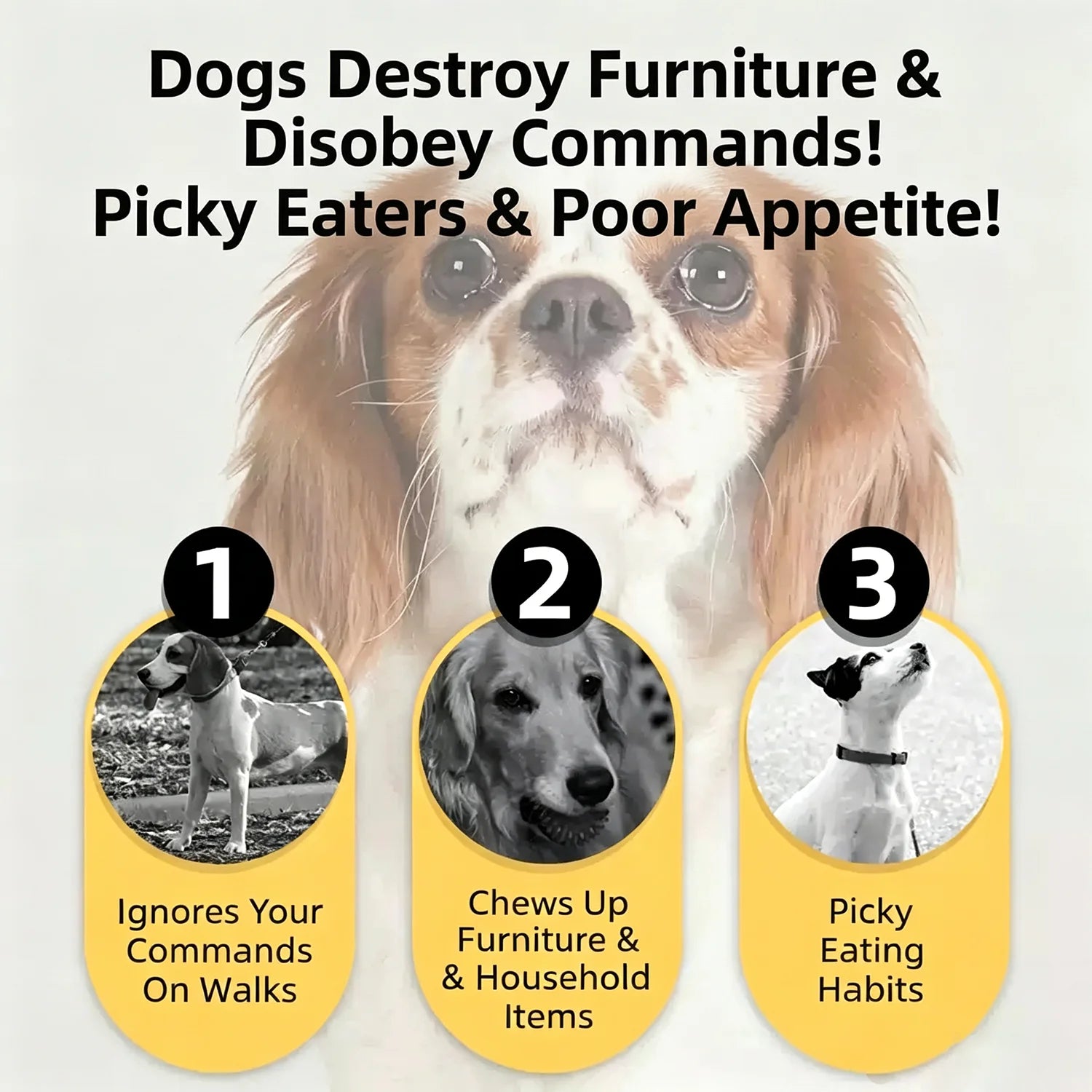 Beef Jerky Dog Treats, Premium Quality Raw Protein Warps for Dogs, Bite-Sized Training Treats & Food Topper, Cat Friendly
