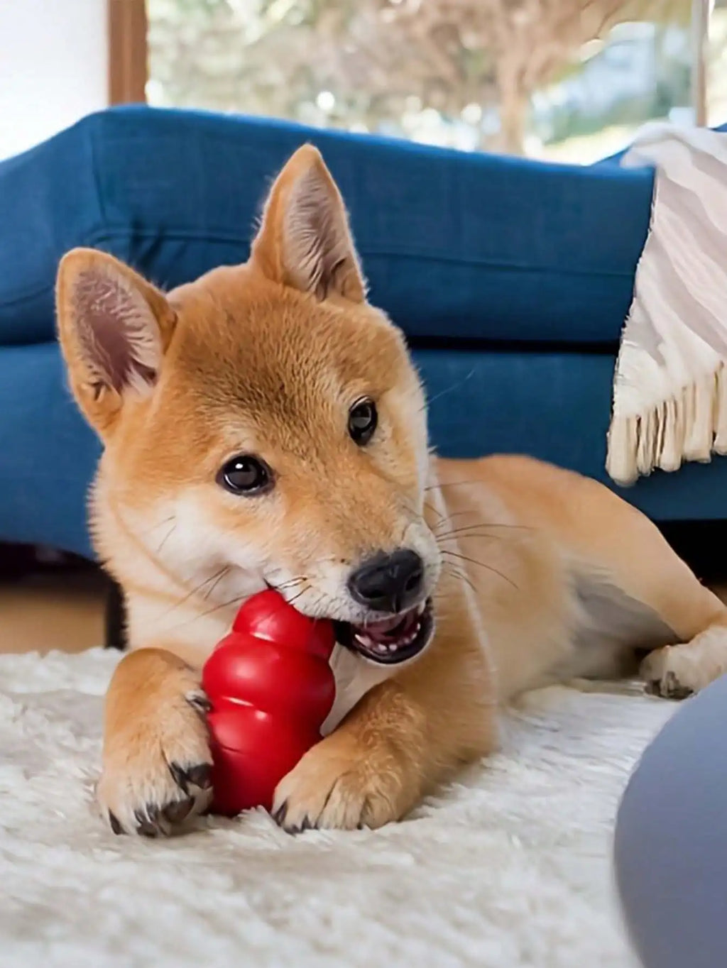 Honeycomb-shaped dog toy, suitable for medium-sized dogs to grasp and chew. It can hold snacks and bounce.