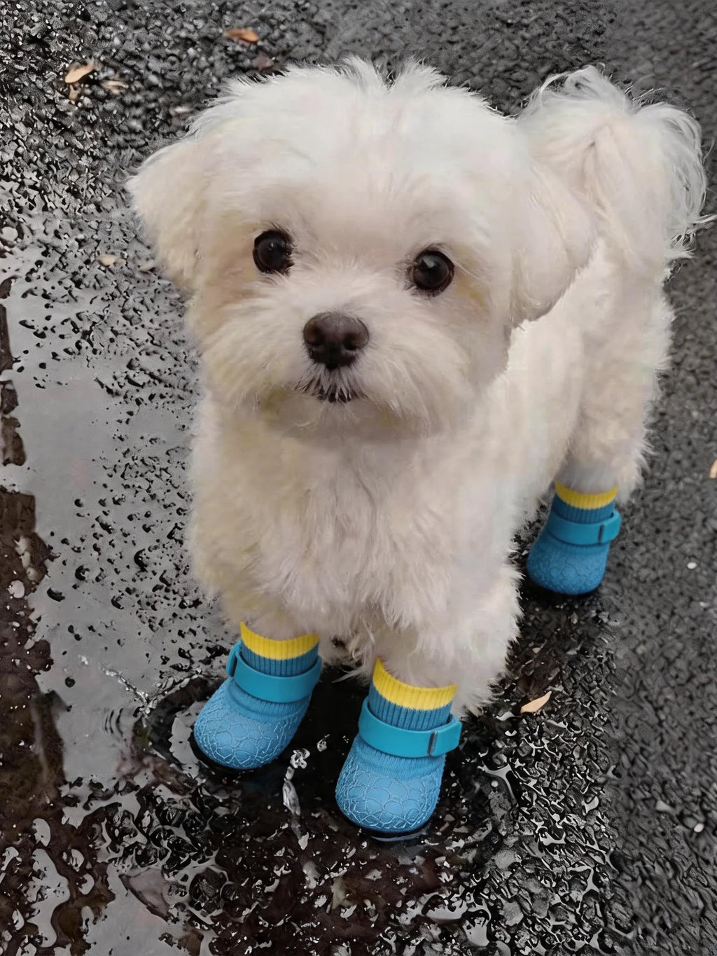 Dogs Anti-Slip Waterproof Soft-Soled Shoes Prevent Falling off Dog Socks for Outdoor Wear Resistant Slip-On Pet Footwear